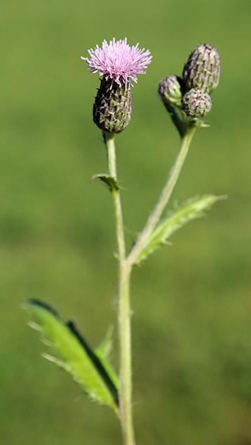 Cirsium arvense / Cardo campestre