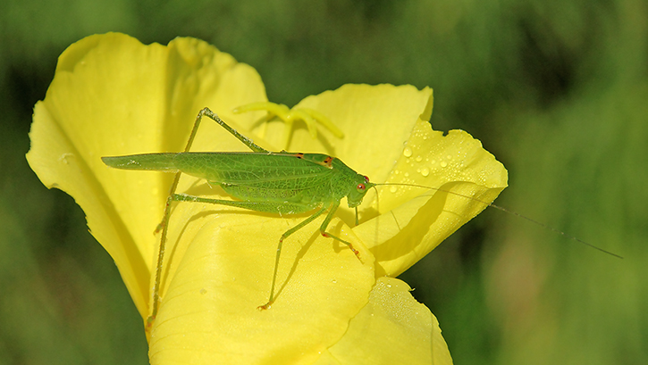 Phaneroptera nana, maschio