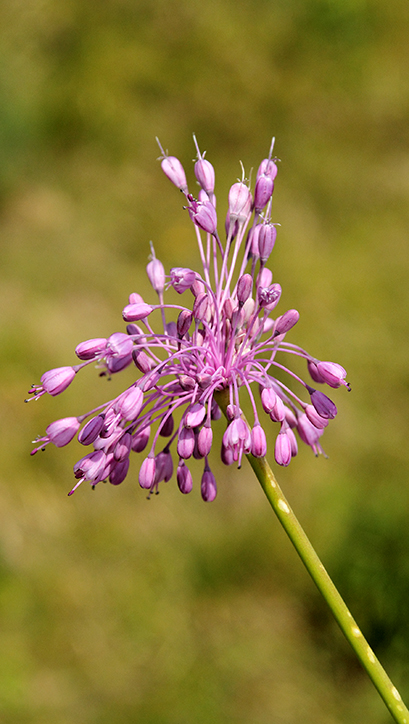 Allium carinatum subsp. pulchellum / Aglio grazioso