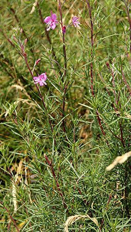 Chamaenerion dodonaei (ex Epilobium dodonaei), Onagraceae