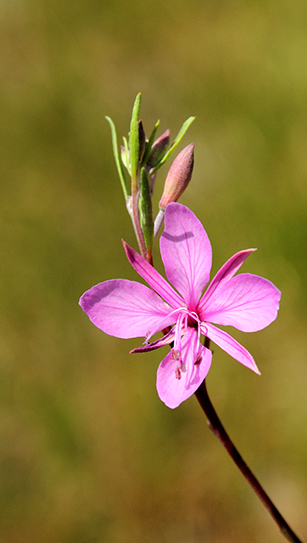 Chamaenerion dodonaei (ex Epilobium dodonaei), Onagraceae