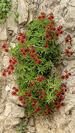 Saxifraga aizoides