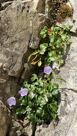 Campanula cochleariifolia