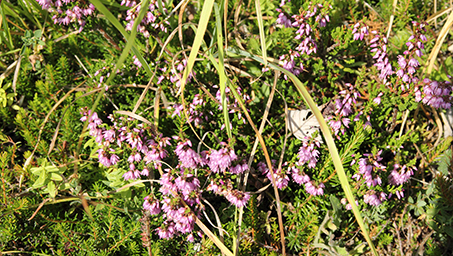 Calluna vulgaris