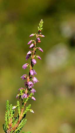 Calluna vulgaris