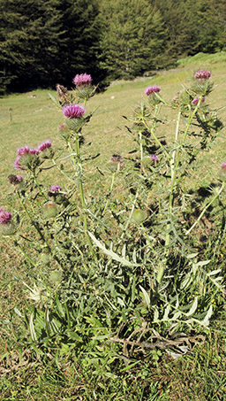 Cirsium morisianum