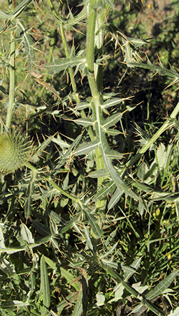 Cirsium morisianum