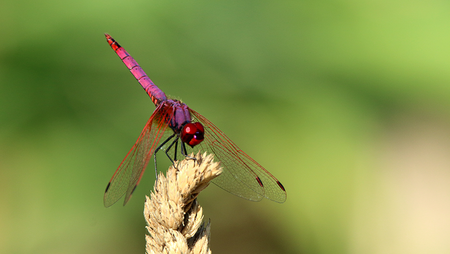 Trithemis annulata, maschio (Libellulidae)