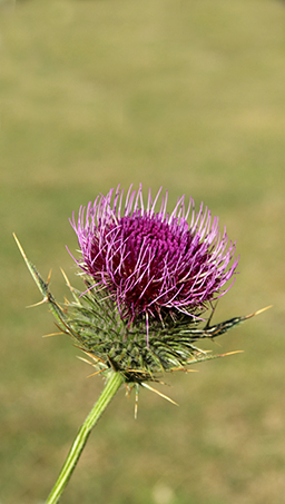 Cirsium morisianum