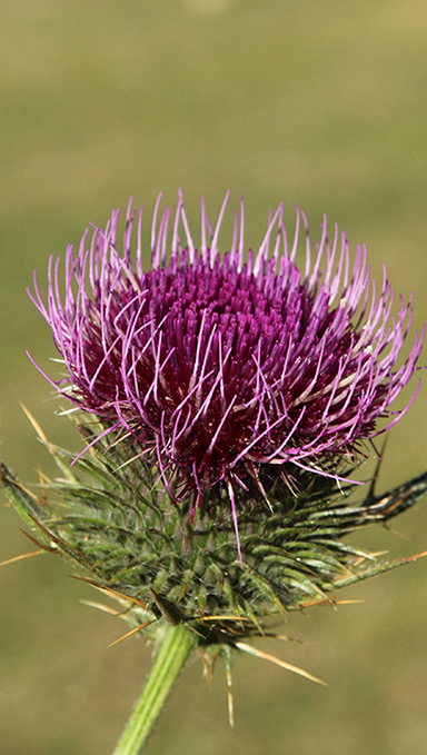 Cirsium morisianum