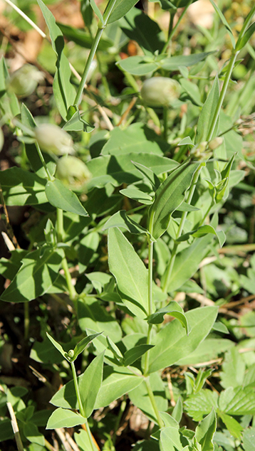 Silene vulgaris