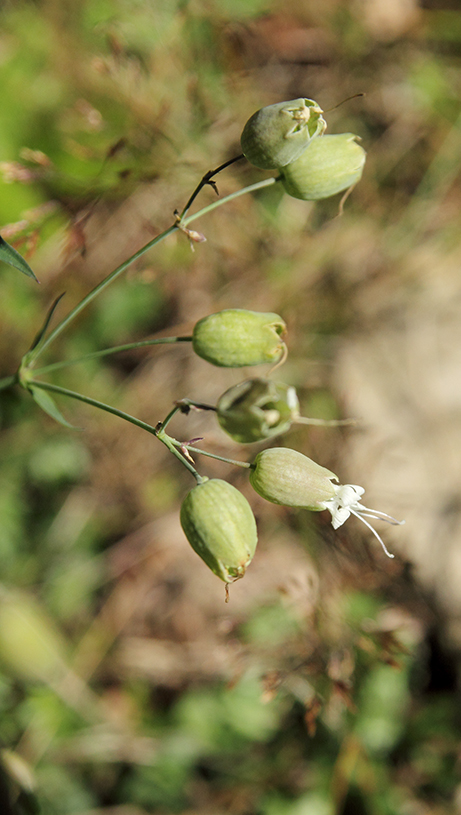 Silene vulgaris