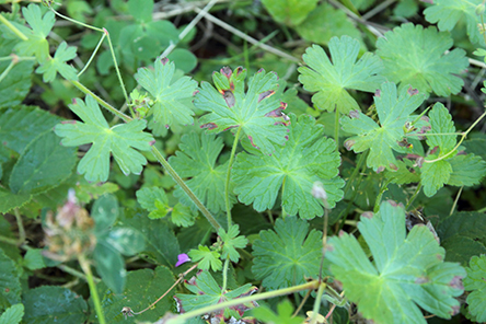 Geranium cfr. molle