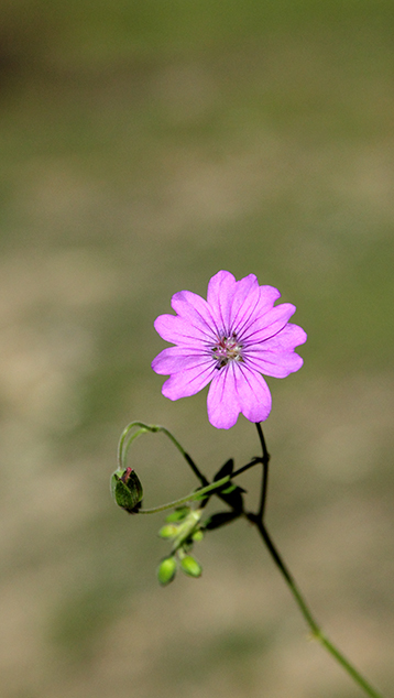 Geranium cfr. molle