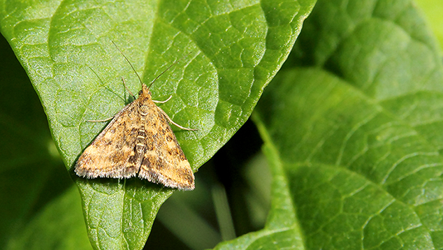 id piccolissima farfalla - Pyrausta despicata (Crambidae)