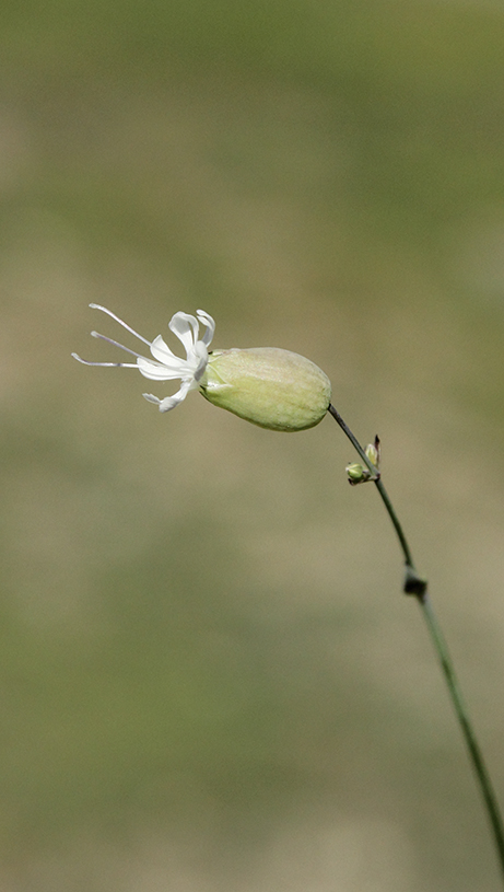 Silene vulgaris