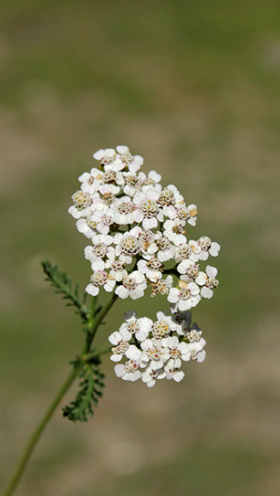 Achillea cfr. collina