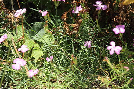 Dianthus seguieri