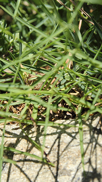 Dianthus seguieri