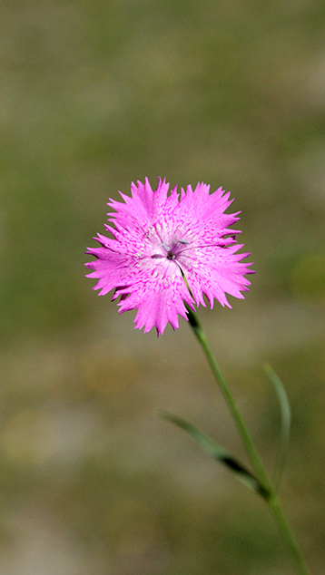 Dianthus seguieri