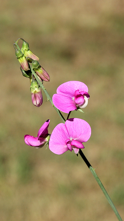 Lathyrus latifolius o. sylvestris ?