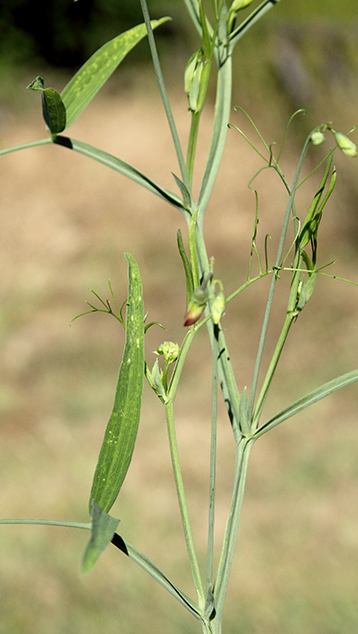 Lathyrus latifolius o. sylvestris ?