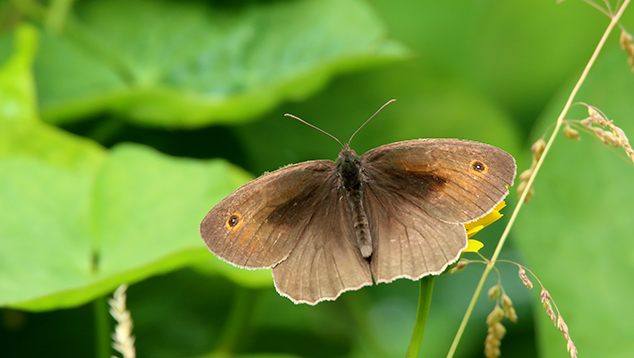 id farfalla -  Maniola jurtina