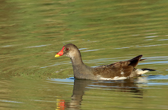 gallinella