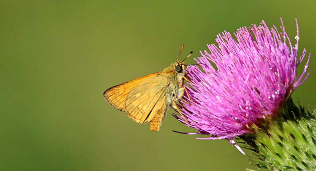 id farfalle: Ochlodes sylvanus - Celastrina argiolus - Callophrys rubi