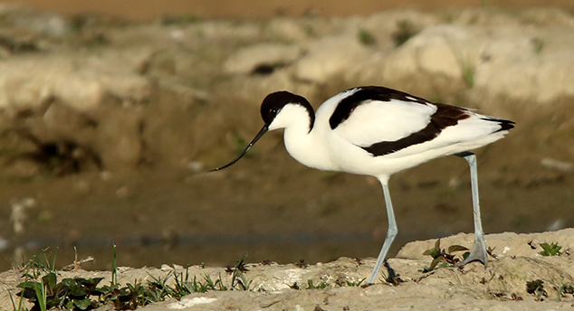 avocette