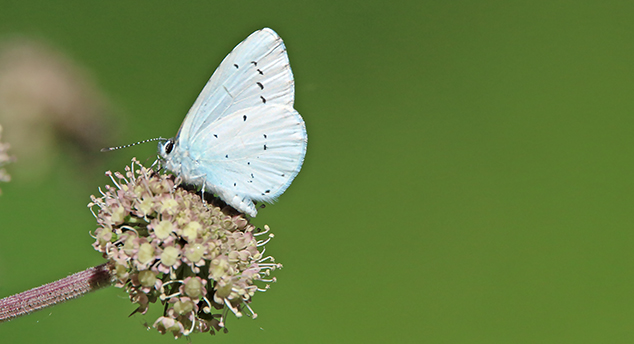 id farfalle: Ochlodes sylvanus - Celastrina argiolus - Callophrys rubi