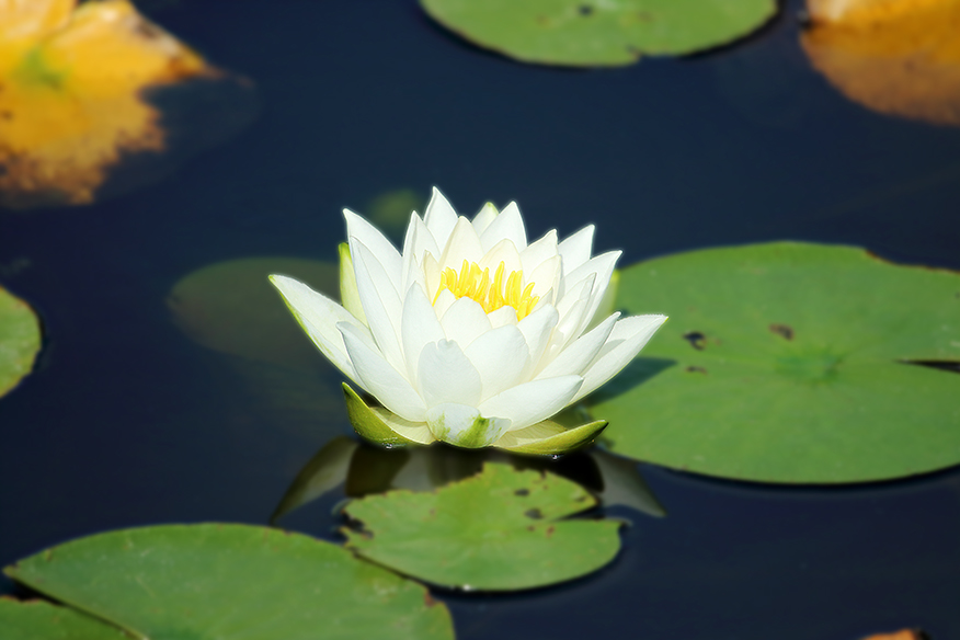 Nymphaea alba