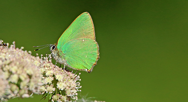 id farfalle: Ochlodes sylvanus - Celastrina argiolus - Callophrys rubi