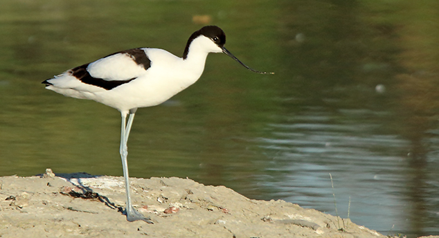 avocette