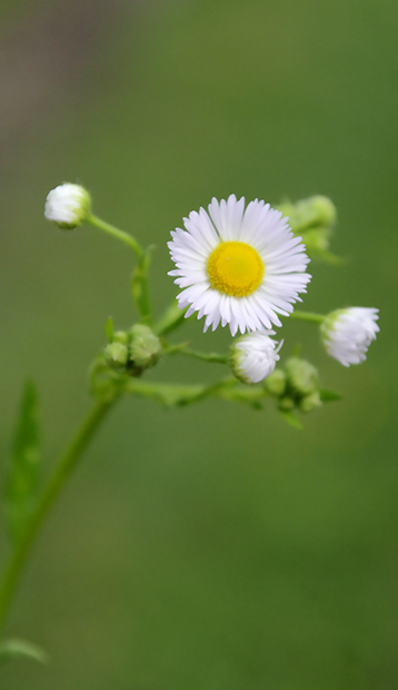 Erigeron annuus