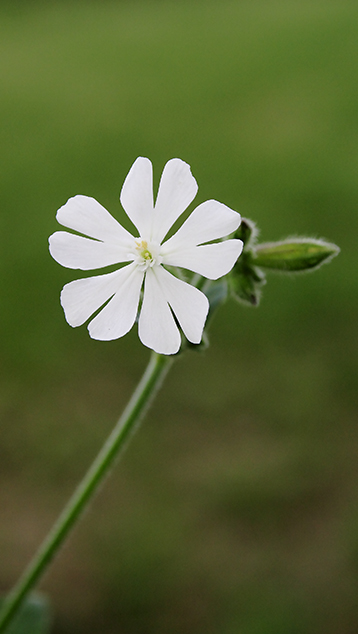 Silene alba