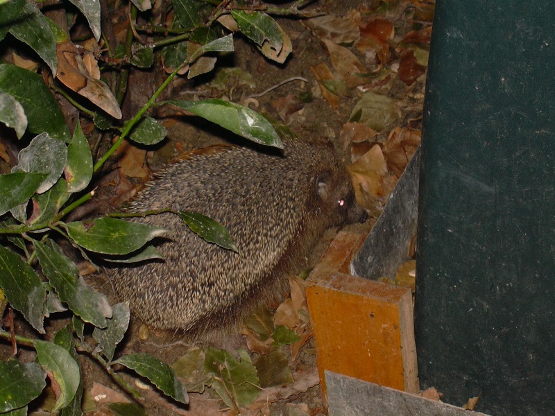 eh, eh, beccato in flagrante (Erinaceus europaeus)