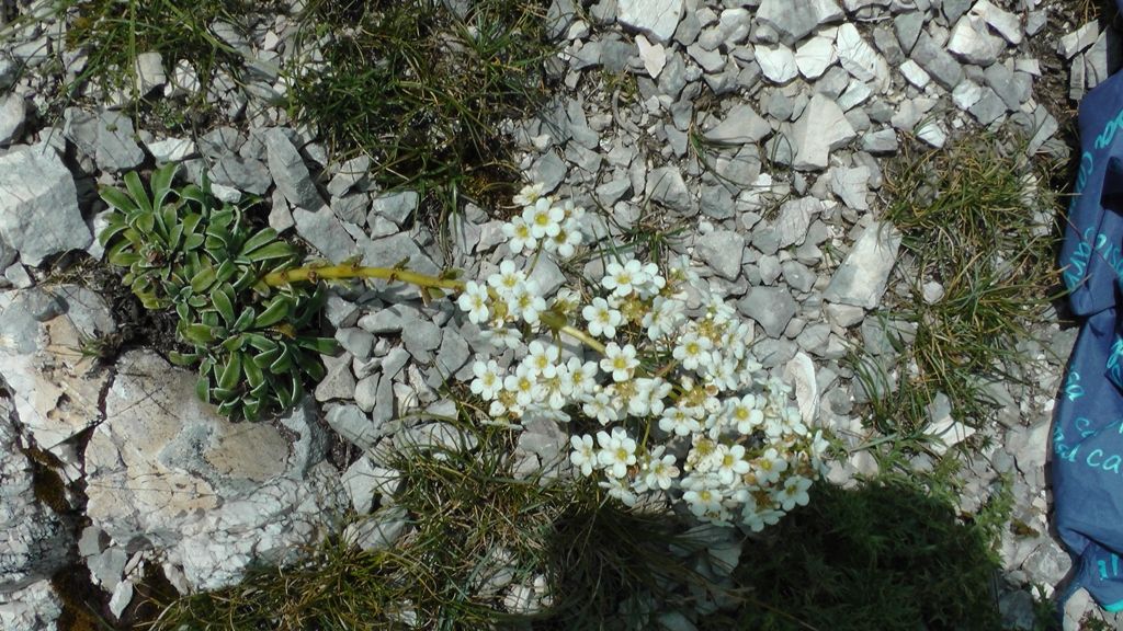 Saxifraga callosa