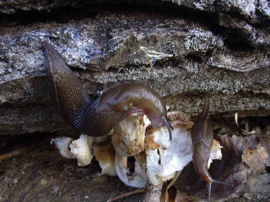 Limax corsicus-gruppo da Monte San Vito (AN)