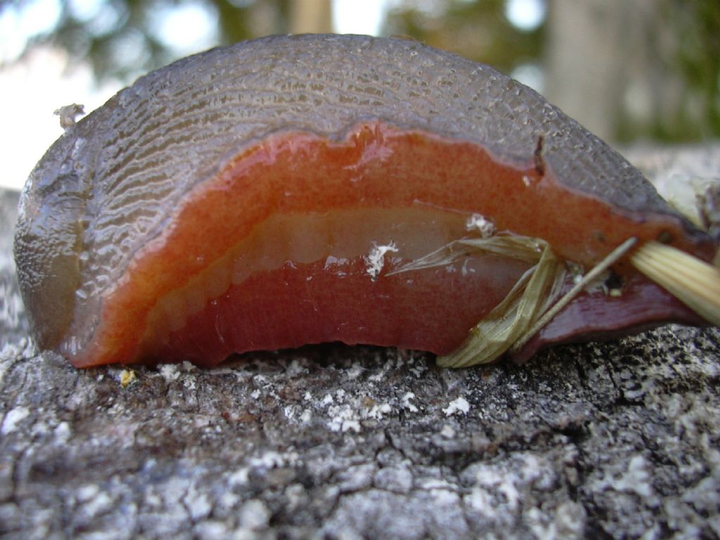 Limax corsicus-gruppo da Monte San Vito (AN)