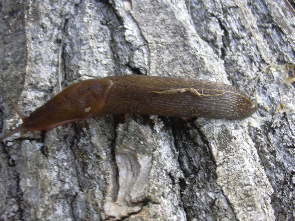 Limax corsicus-gruppo da Monte San Vito (AN)