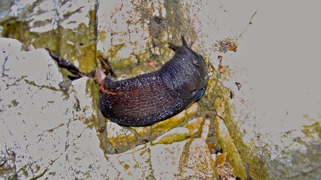 Limax corsicus-gruppo da Monte San Vito (AN)