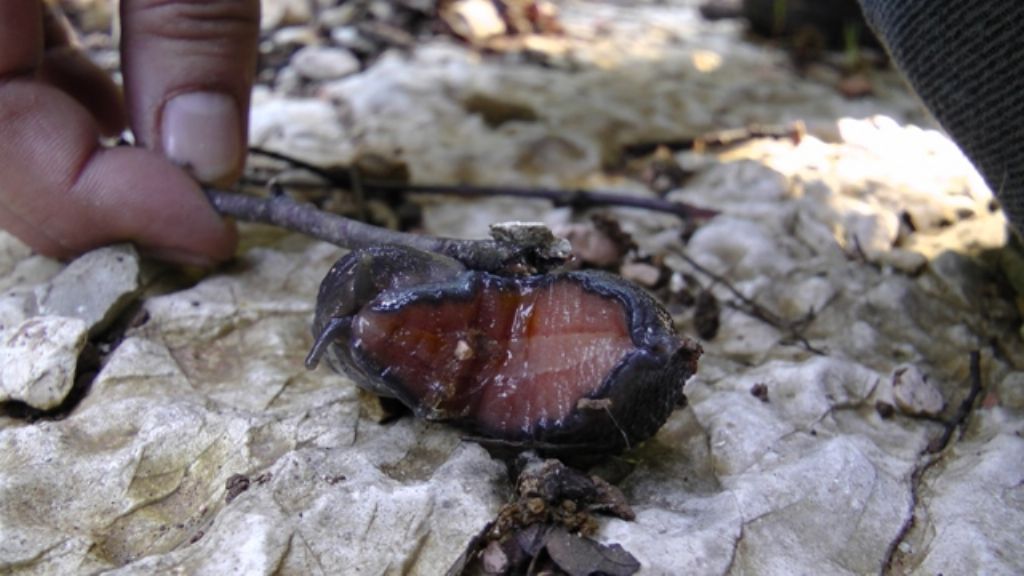 Limax corsicus-gruppo da Monte San Vito (AN)