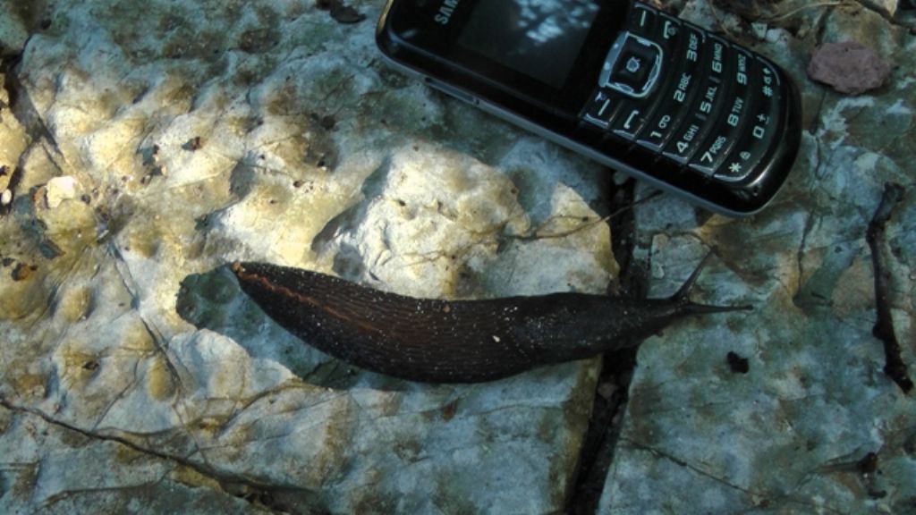 Limax corsicus-gruppo da Monte San Vito (AN)