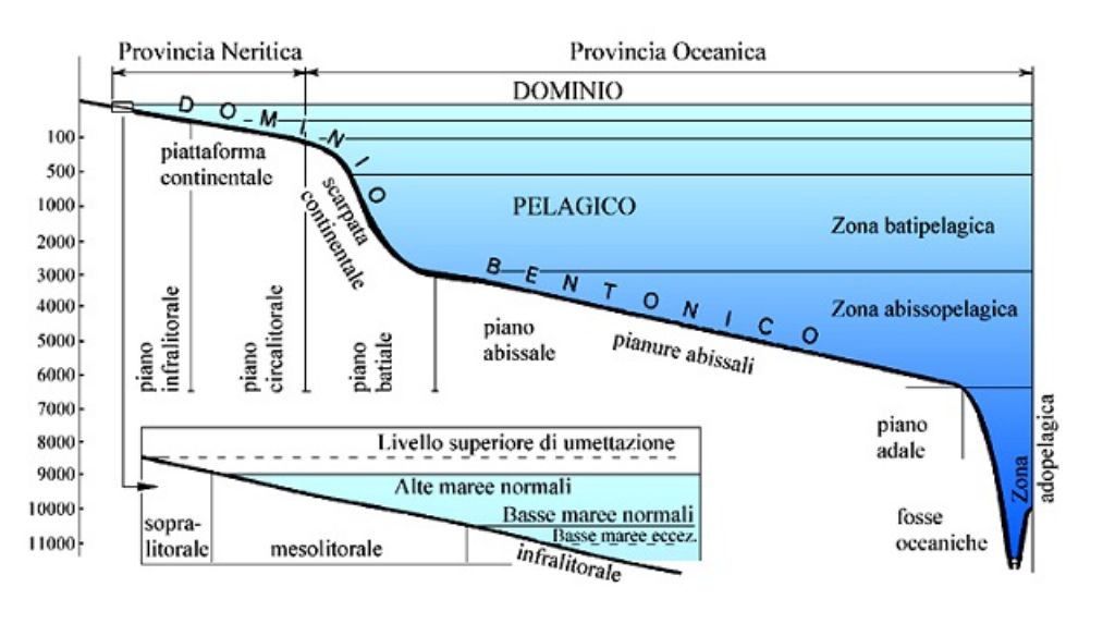 Calcari dolomitici neritici