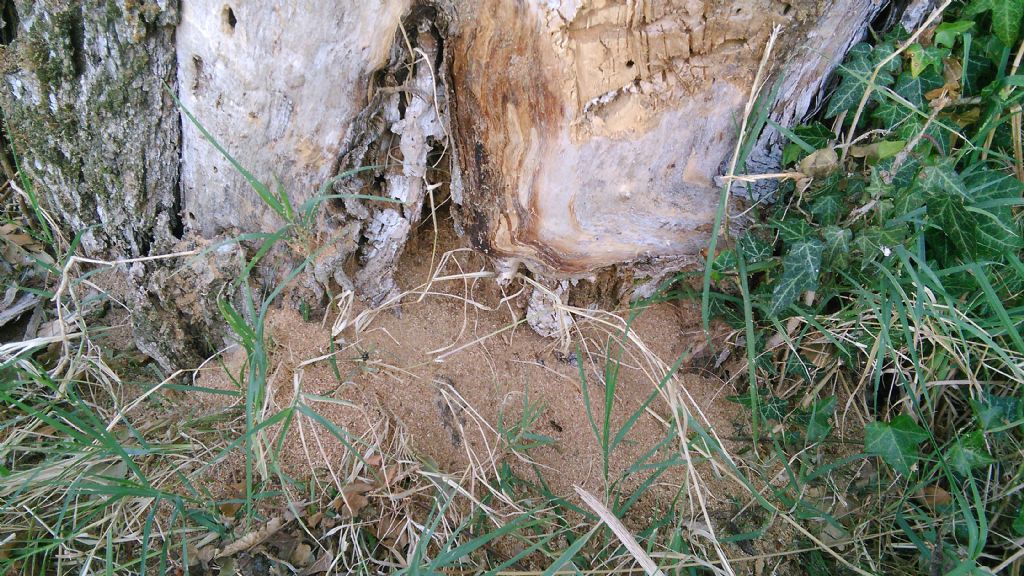 Materiale rosso in un albero