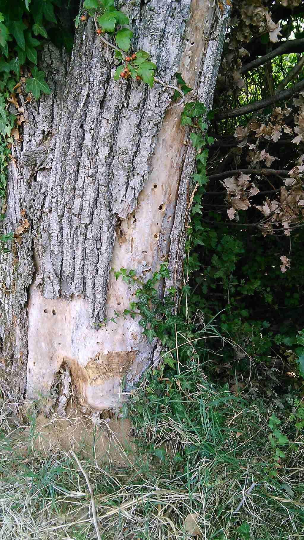 Materiale rosso in un albero