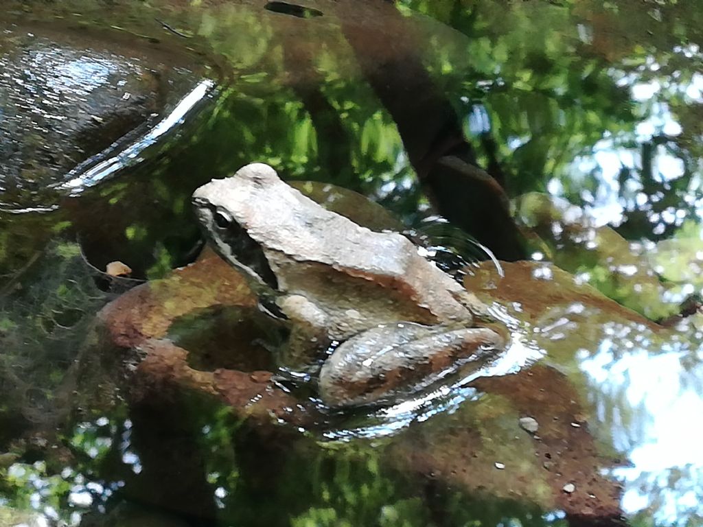 appenninica, italica? Rana dalmatina