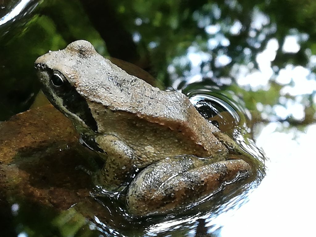 appenninica, italica? Rana dalmatina