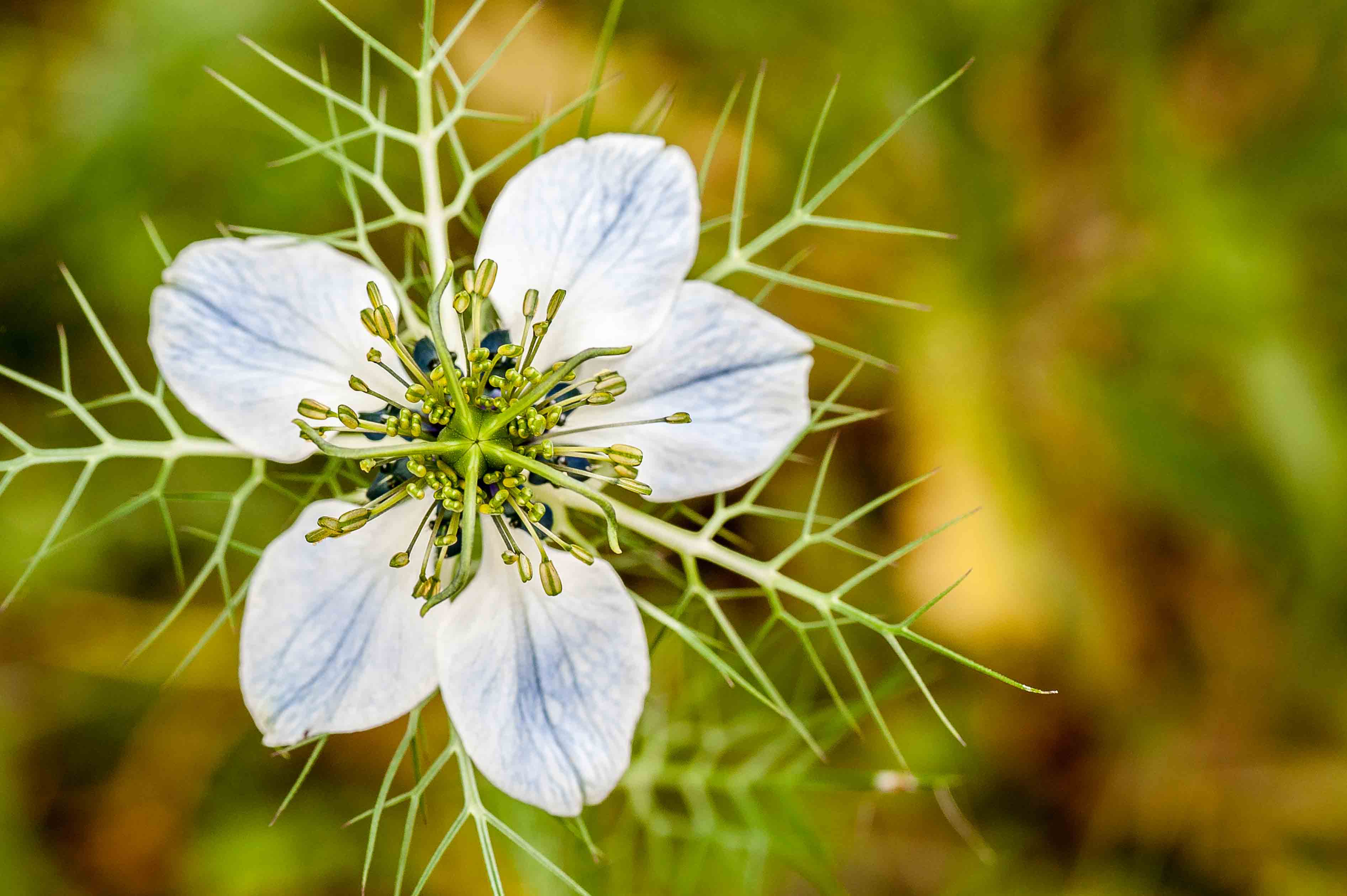 Nigella damascena